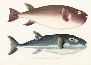 Philipp Franz Balthasar von Siebold - Fauna japonica Pl138.webp