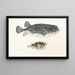 Fauna Japonica Pl145 - Philipp Franz Balthasar von Siebold — quadro incorniciato alla parete