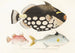 Faune japonaise Pl146 - Philipp Franz Balthasar von Siebold — artwork view