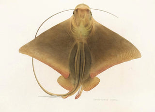 Philipp Franz Balthasar von Siebold - Fauna japonica Pl159.webp