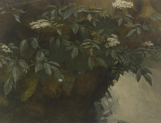 Philipp Rumpf - Flowering elderberry.webp