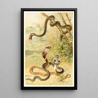 Pierre Jacques Smit - Batsnake and cobras.webp