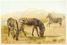 Zebra - Pierre Jacques Smit — artwork view