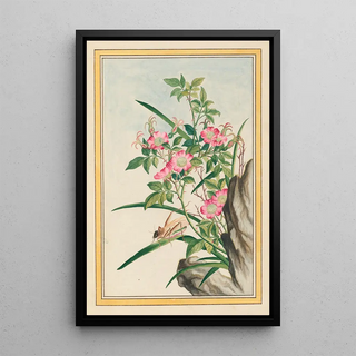 Pierre Joseph Buchoz - Plantes de Chine Pl008.webp