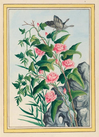 Pierre Joseph Buchoz - Plantes de Chine Pl022.webp