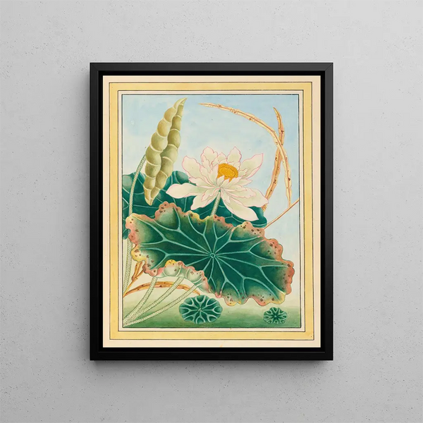Pierre Joseph Buchoz - Plantes de Chine Pl028.webp