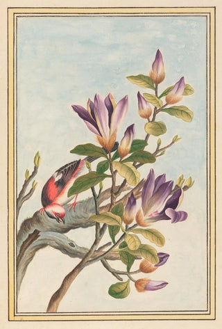 Pierre Joseph Buchoz - Plantes de Chine Pl031.webp