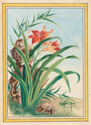 Pierre Joseph Buchoz - Plantes de Chine Pl034.webp