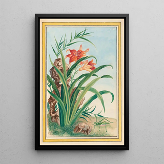 Pierre Joseph Buchoz - Plantes de Chine Pl034.webp