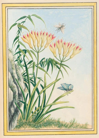 Pierre Joseph Buchoz - Plantes de Chine Pl039.webp