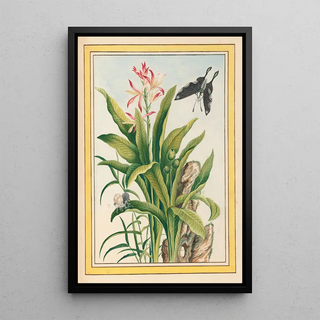 Pierre Joseph Buchoz - Plantes de Chine Pl041.webp