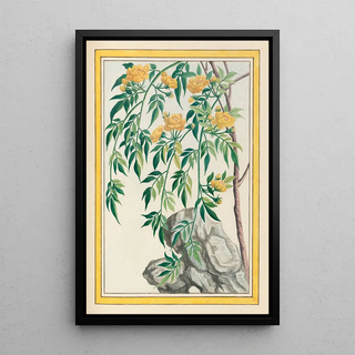 Pierre Joseph Buchoz - Plantes de Chine Pl061.webp