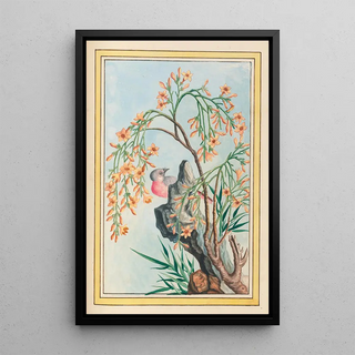 Pierre Joseph Buchoz - Plantes de Chine Pl062.webp