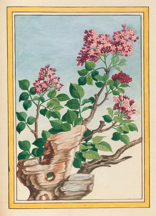 Pierre Joseph Buchoz - Plantes de Chine Pl069.webp