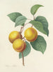 Auswahl der schönsten Blumen pl 001 - Pierre-Joseph Redouté — Ansicht des Kunstwerks