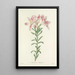 Choice of the most beautiful flowers pl 003 - Pierre Joseph Redouté — framed artwork on a wall