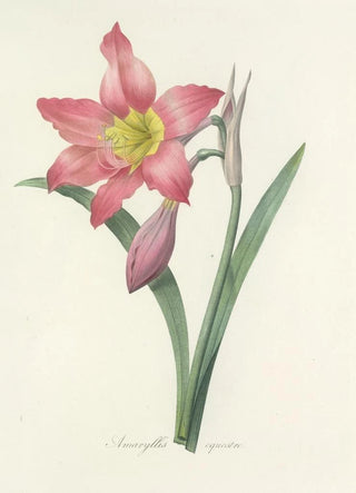 Pierre Joseph Redout - Choix des plus belles fleurs pl 006.webp