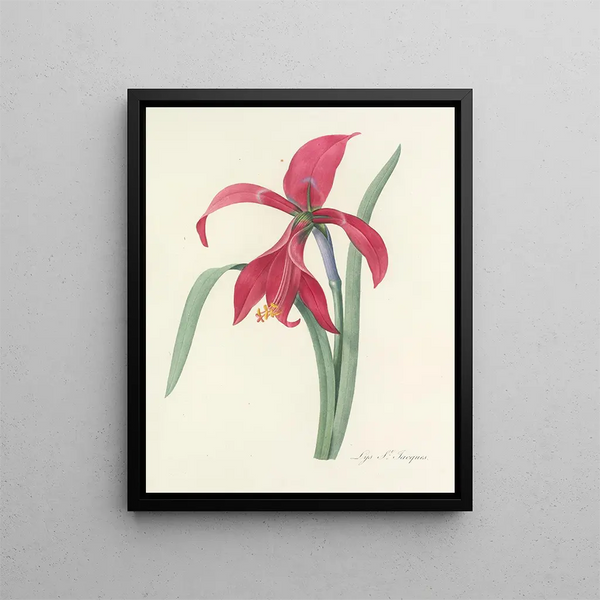 Pierre Joseph Redout - Choix des plus belles fleurs pl 007.webp