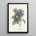 Choice of the Most Beautiful Flowers pl 010 - Pierre Joseph Redouté — framed artwork on a wall