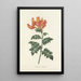 Choice of the Most Beautiful Flowers pl 013 - Pierre Joseph Redouté — framed artwork on a wall