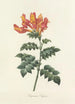 Choice of the Most Beautiful Flowers pl 013 - Pierre Joseph Redouté — artwork view