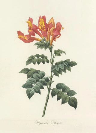 Pierre Joseph Redout - Choix des plus belles fleurs pl 013.webp