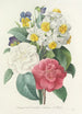 Choice of the most beautiful flowers pl 015 - Pierre Joseph Redouté — artwork view