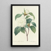 Choice of the Most Beautiful Flowers pl 017 - Pierre Joseph Redouté — framed artwork on a wall