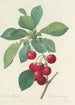 Choice of the most beautiful flowers pl 022 - Pierre Joseph Redouté — artwork view