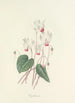 Choice of the Most Beautiful Flowers pl 029 - Pierre Joseph Redouté — artwork view