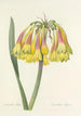 Choice of the Most Beautiful Flowers pl 030 - Pierre Joseph Redouté — artwork view