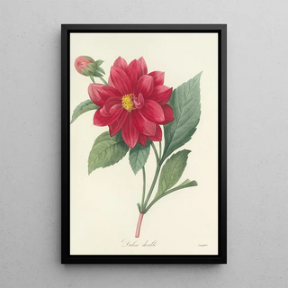 Pierre Joseph Redout - Choix des plus belles fleurs pl 032.webp