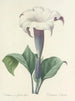 Auswahl der schönsten Blumen pl 033 - Pierre-Joseph Redouté — Ansicht des Kunstwerks