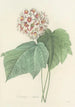 Choice of the Most Beautiful Flowers pl 036 - Pierre Joseph Redouté — artwork view