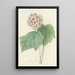 Choice of the Most Beautiful Flowers pl 036 - Pierre Joseph Redouté — framed artwork on a wall