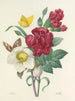 Scelta dei fiori più belli pl 037 - Pierre-Joseph Redouté — vista dell’opera