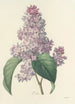 Choice of the Most Beautiful Flowers pl 042 - Pierre Joseph Redouté — artwork view