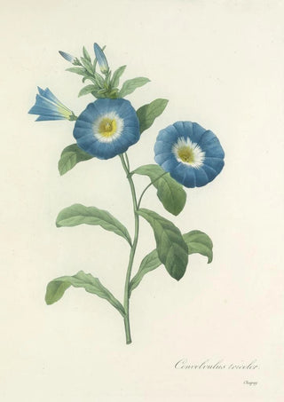 Pierre Joseph Redout - Choix des plus belles fleurs pl 043.webp