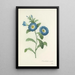 Choice of the Most Beautiful Flowers pl 043 - Pierre Joseph Redouté — framed artwork on a wall