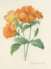Auswahl der schönsten Blumen pl 044 - Pierre-Joseph Redouté — Ansicht des Kunstwerks