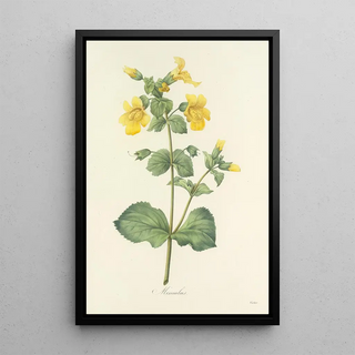 Pierre Joseph Redout - Choix des plus belles fleurs pl 048.webp