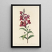 Choice of the Most Beautiful Flowers pl 049 - Pierre Joseph Redouté — framed artwork on a wall