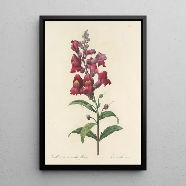 Auswahl der schönsten Blumen pl 049 - Pierre Joseph Redouté — gerahmtes Bild an der Wand