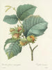 Auswahl der schönsten Blumen pl 054 - Pierre-Joseph Redouté — Ansicht des Kunstwerks