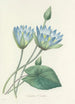 Choice of the Most Beautiful Flowers pl 055 - Pierre Joseph Redouté — artwork view