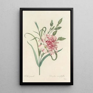 Pierre Joseph Redout - Choix des plus belles fleurs pl 056.webp