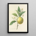 Choice of the Most Beautiful Flowers pl 058 - Pierre Joseph Redouté — framed artwork on a wall