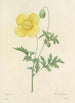 Choice of the Most Beautiful Flowers pl 060 - Pierre Joseph Redouté — artwork view