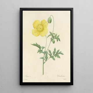 Pierre Joseph Redout - Choix des plus belles fleurs pl 060.webp