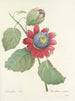 Auswahl der schönsten Blumen pl 061 - Pierre-Joseph Redouté — Ansicht des Kunstwerks
